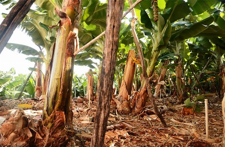Typisch Kanarisch und auch auf La Palma heimisch: Bananenbäume